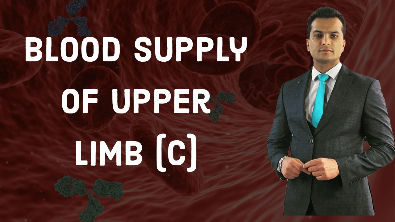 Blood supply of upper limb part C