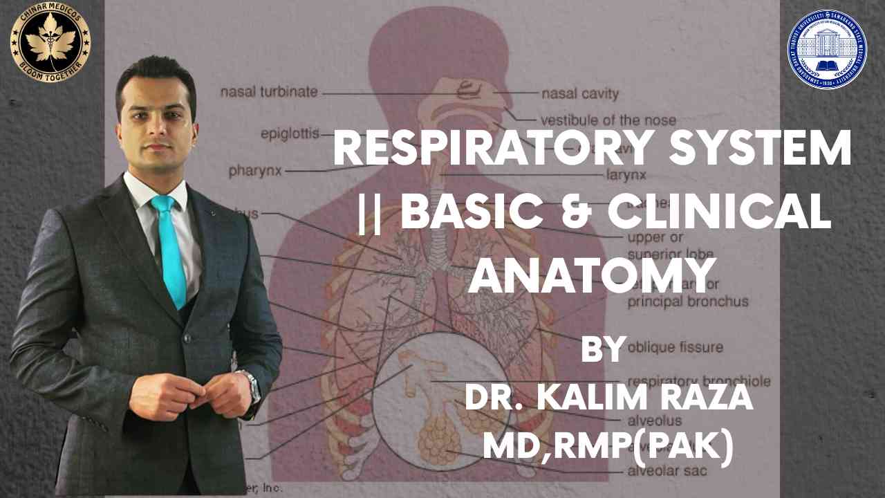 Respiratory system basic and clinical anatomy