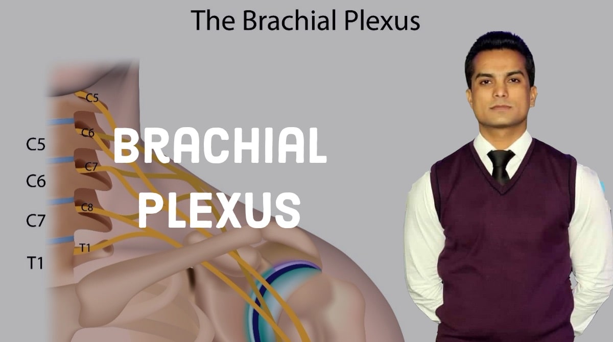Brachial plexus
