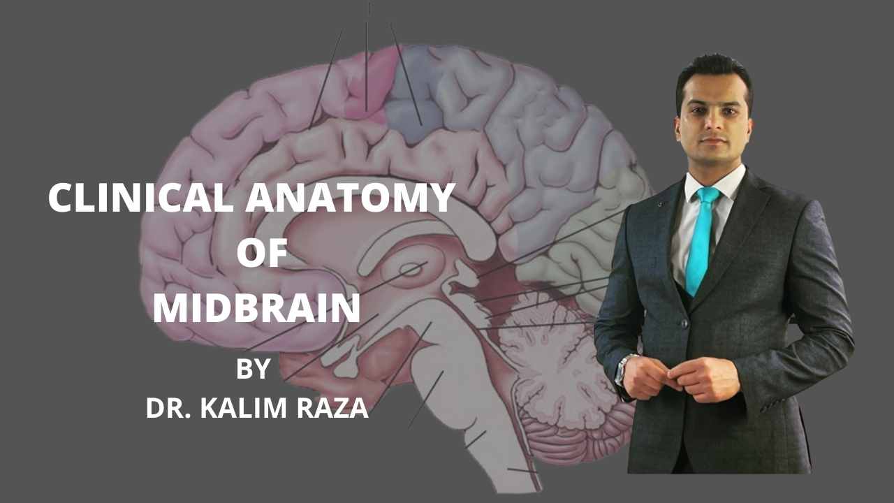 Clinical anatomy of midbrain