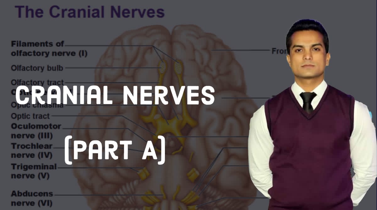 Cranial nerves part one