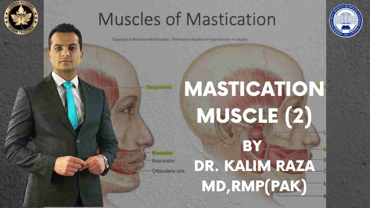 Mastication muscles 2