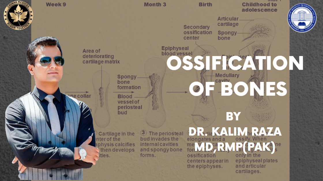Ossification of bones