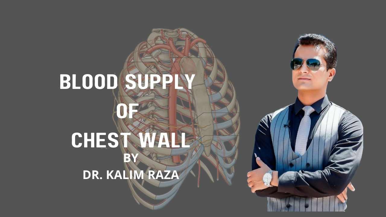 Blood supply of chest wall