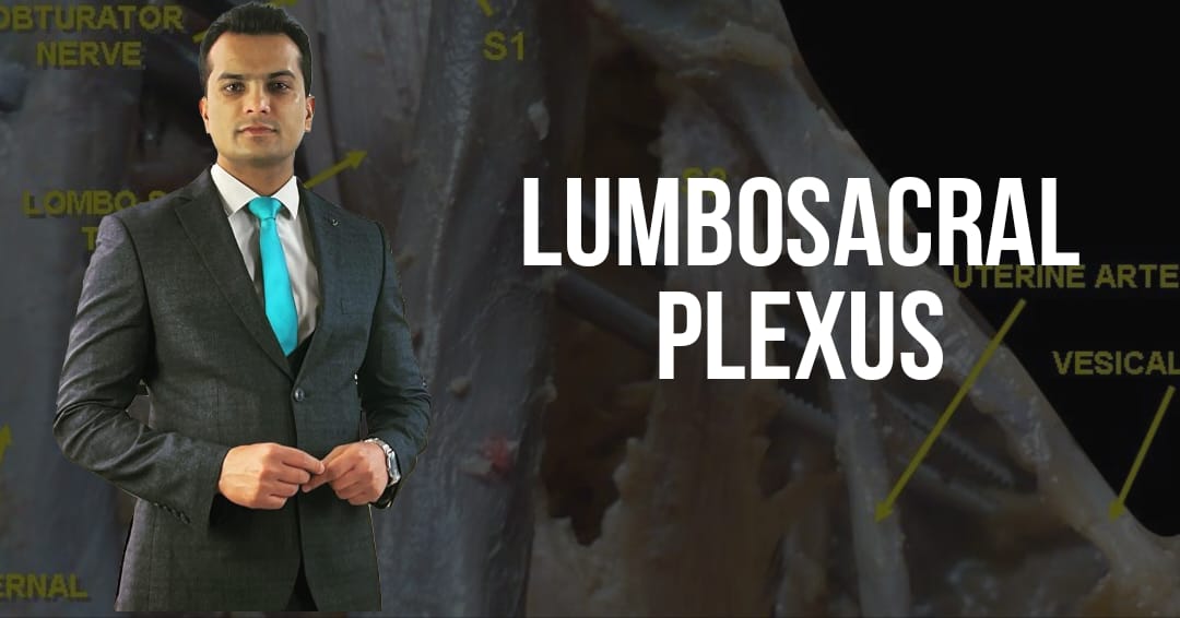 Lumbosacral plexus