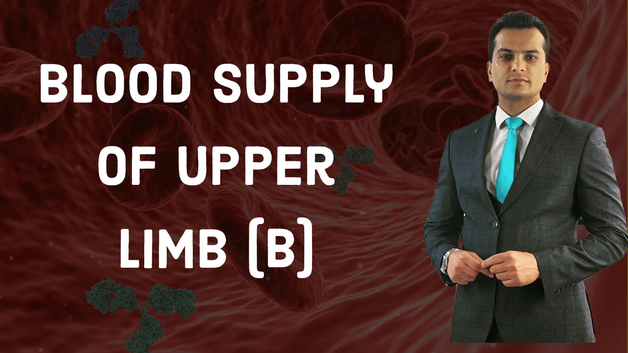 Blood supply of upper limb part B