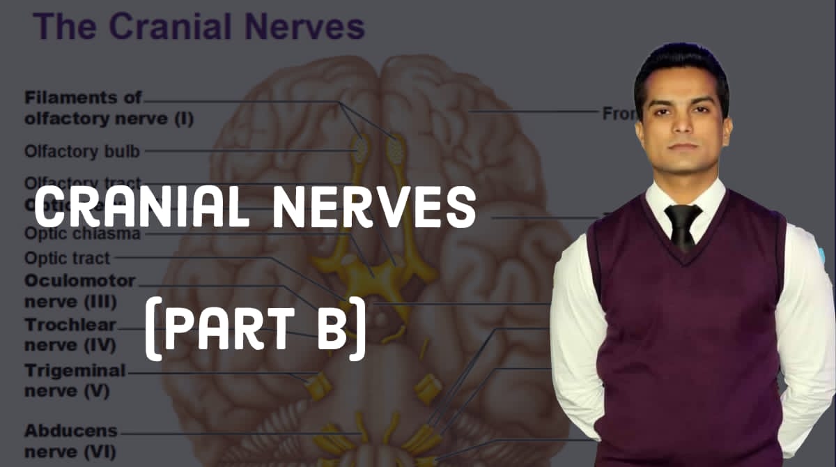 Cranial nerves part B
