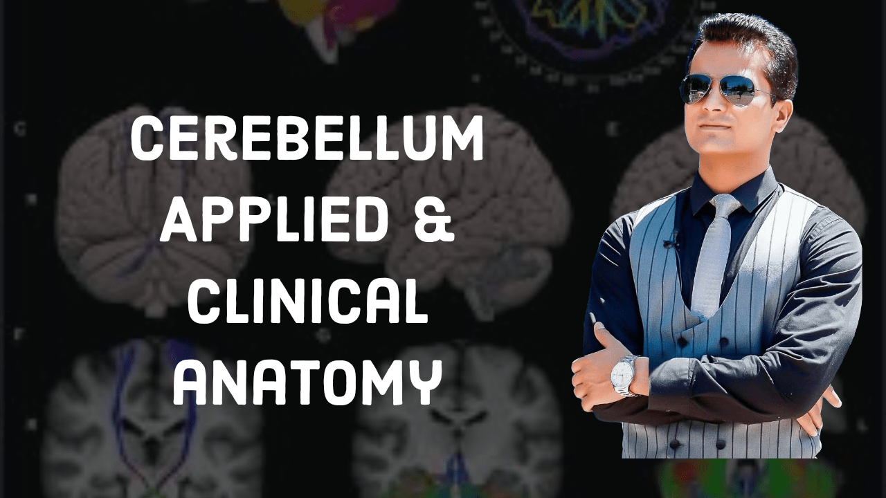Cerebellum anatomy