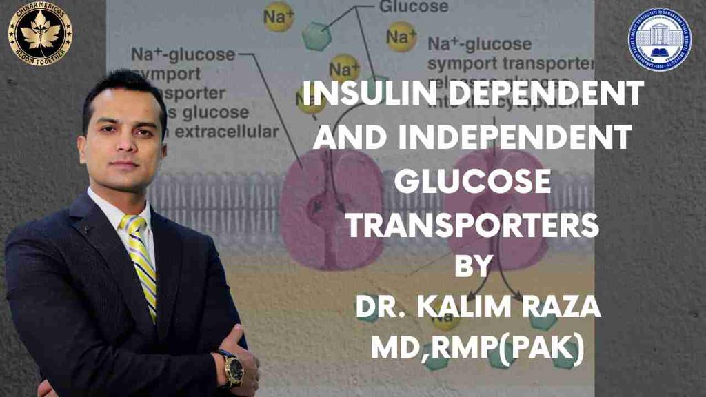 Glucose transporters