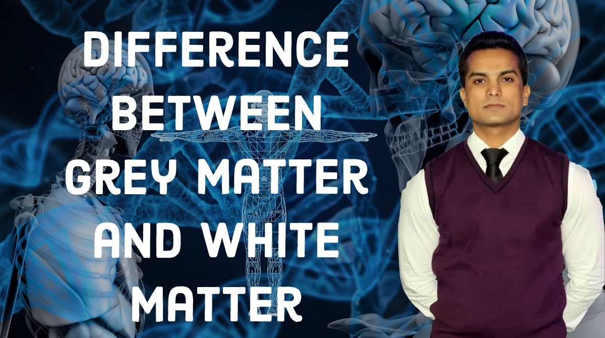 Difference between grey matter and white matter