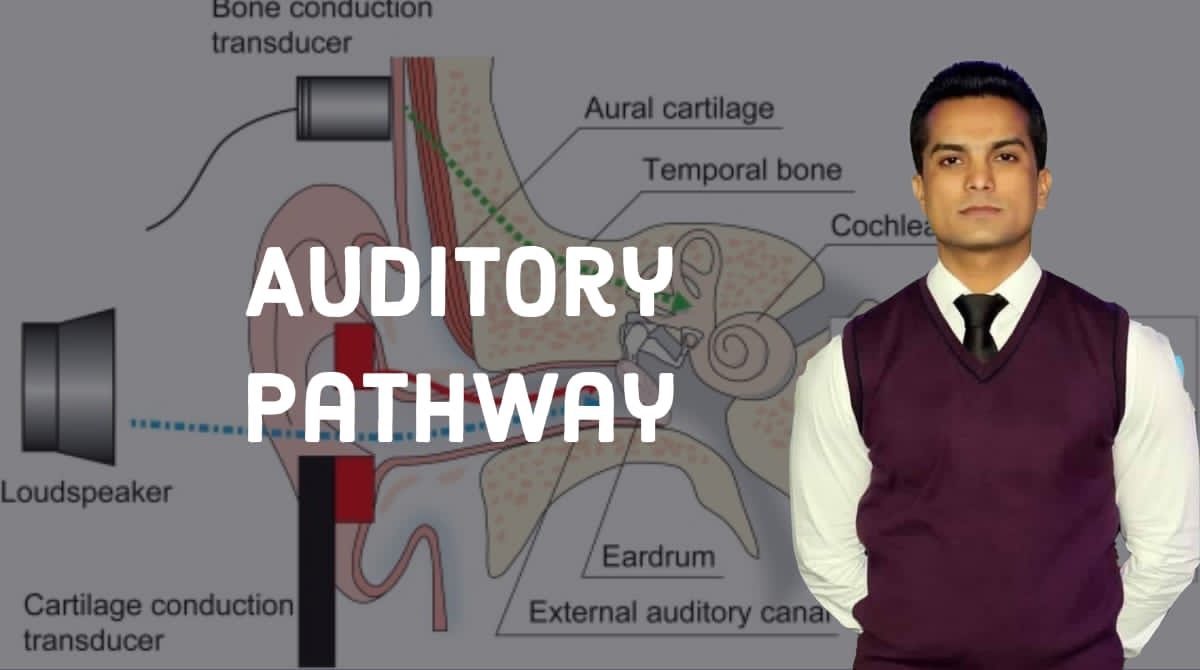 Auditory pathway