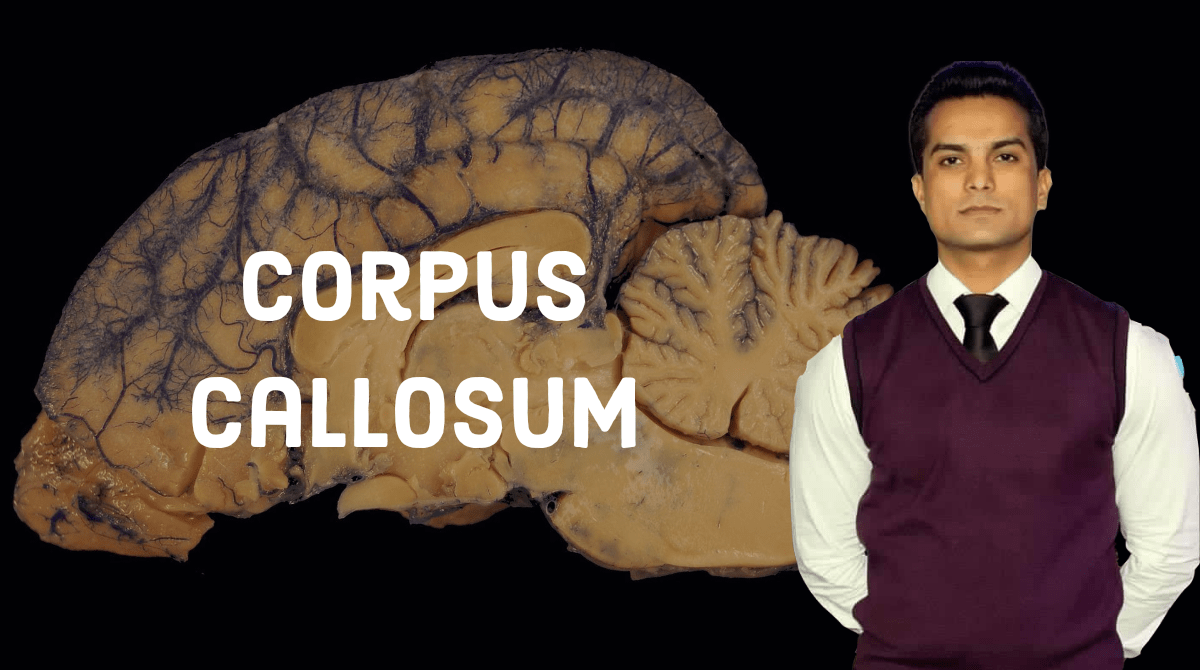 Corpus callosum