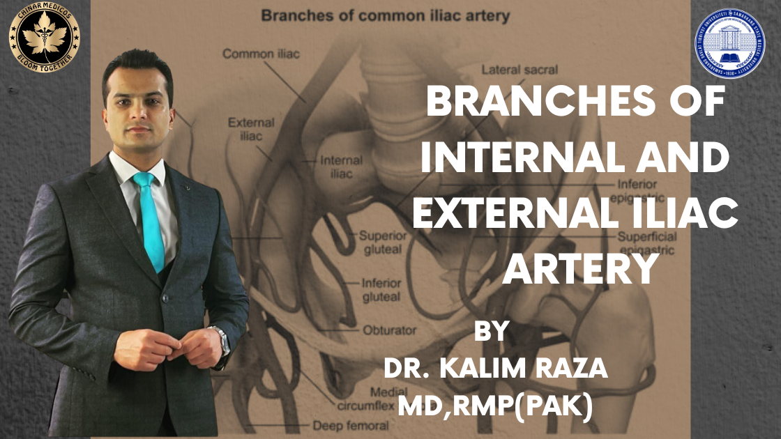 Internal and external iliac artery branches