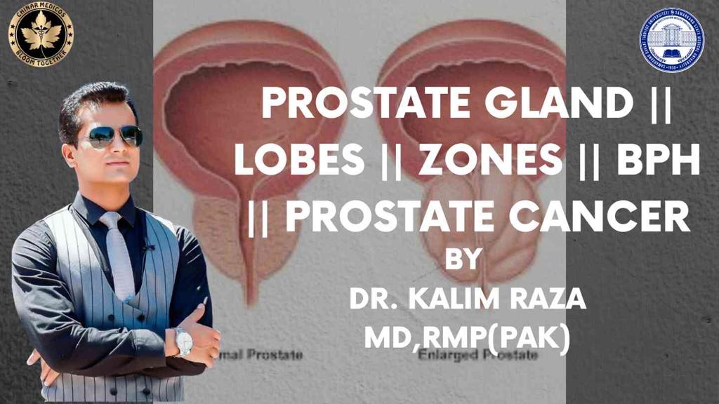 Prostate gland basic and clinical anatomy