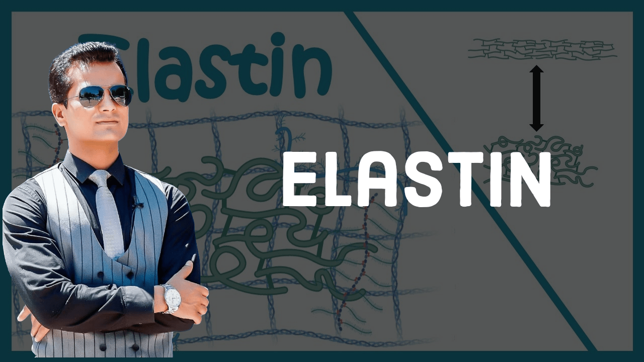 Elastin and its significance