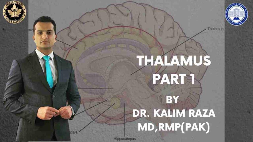 Thalamus Part One