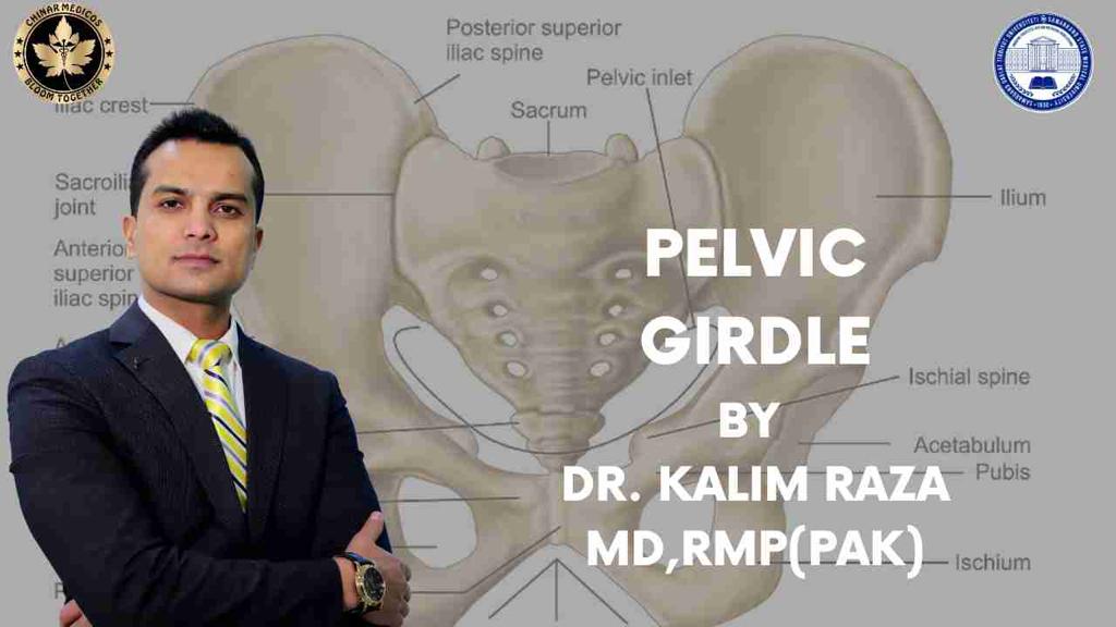 Pelvic girdle anatomy