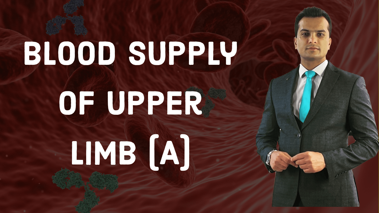 Blood supply of upper limb part A