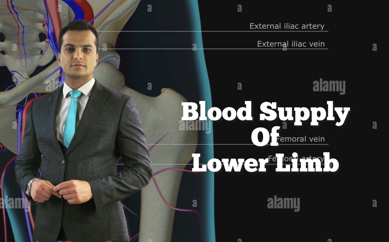 Blood supply of lower limb