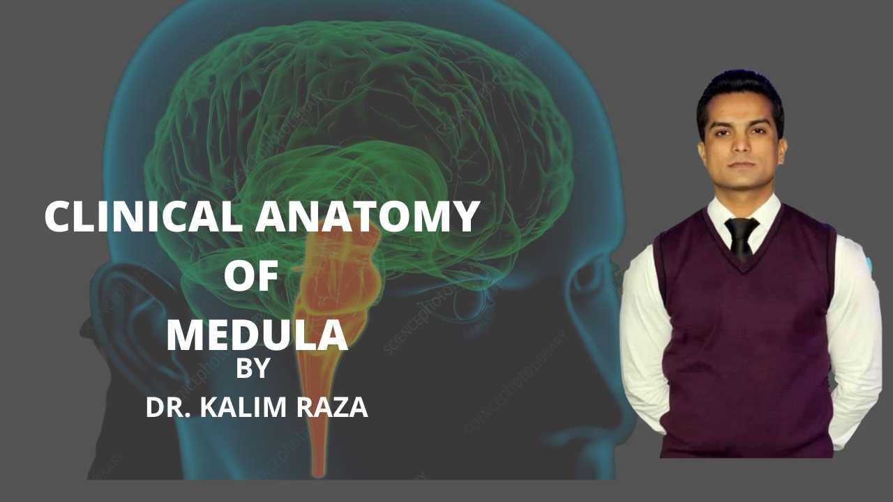 Clinical anatomy of medulla