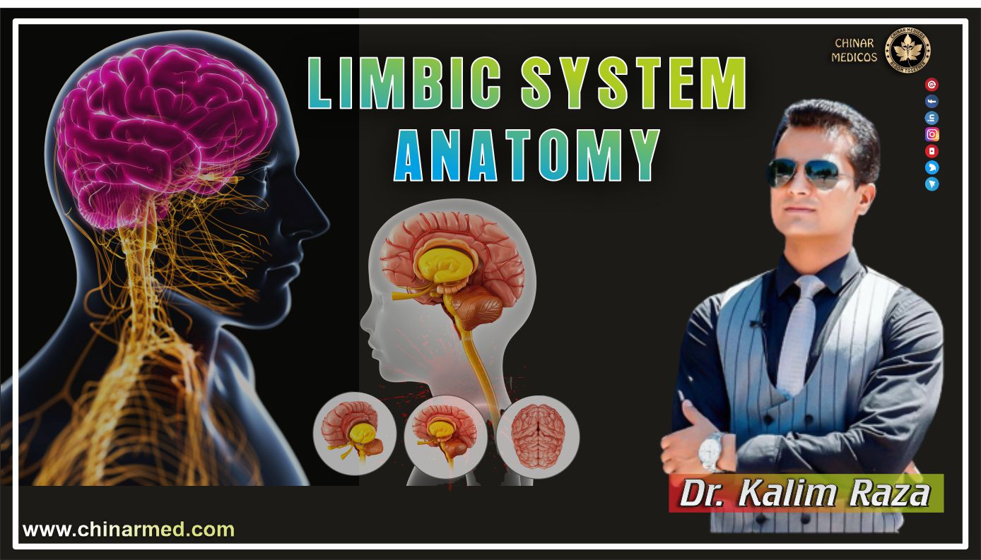 Limbic system anatomy