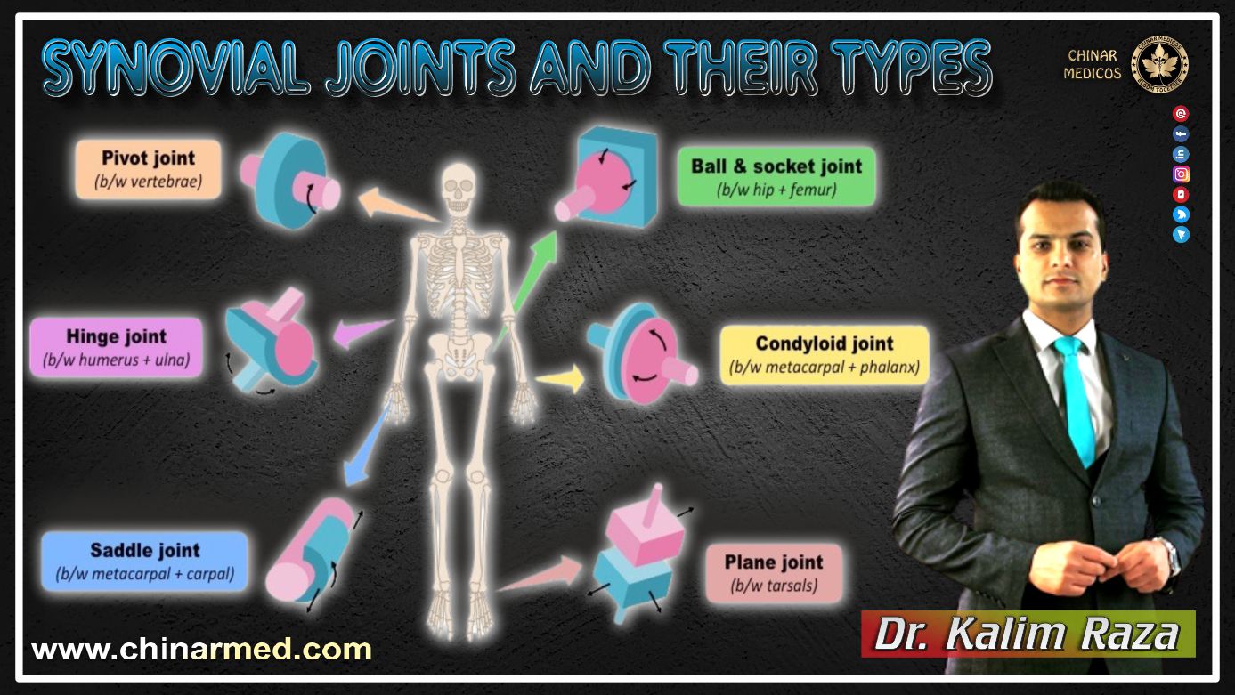 Synovial joints