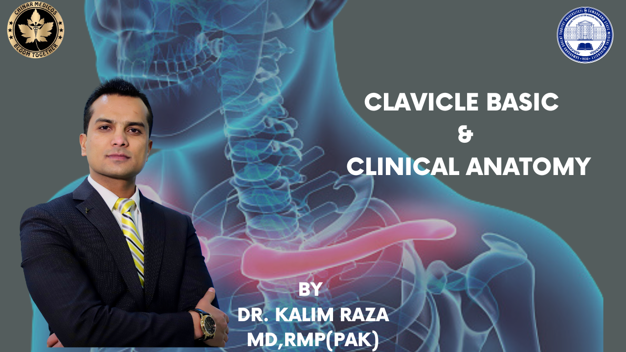 Clavicle basic and clinical anatomy