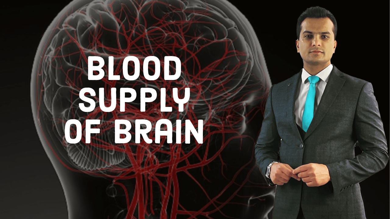 Blood supply of brain