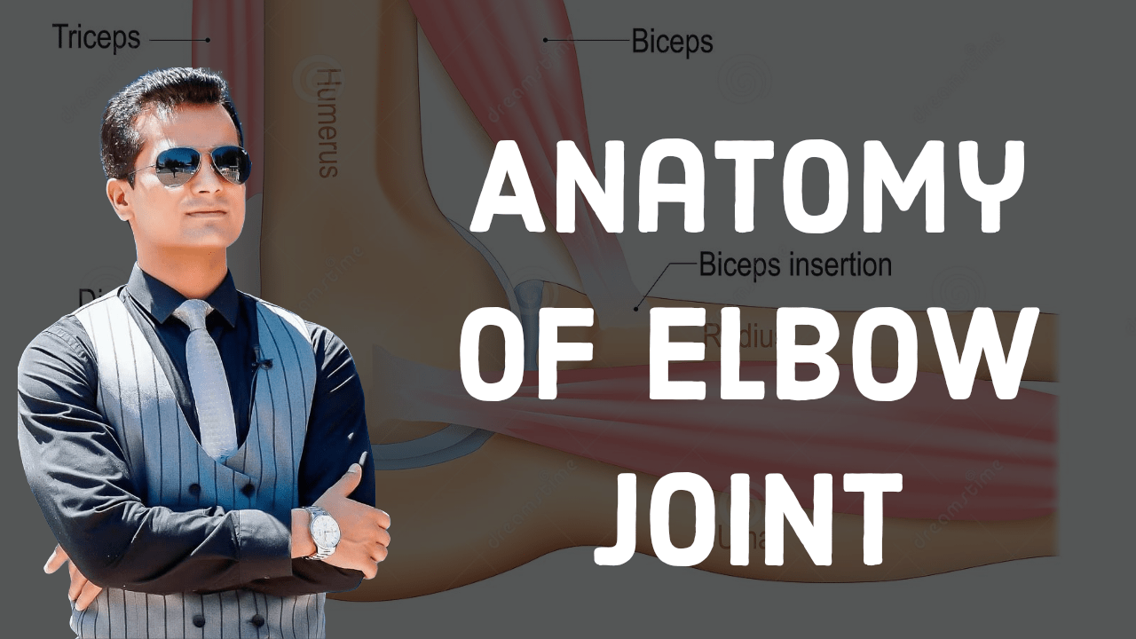 Elbow joint anatomy