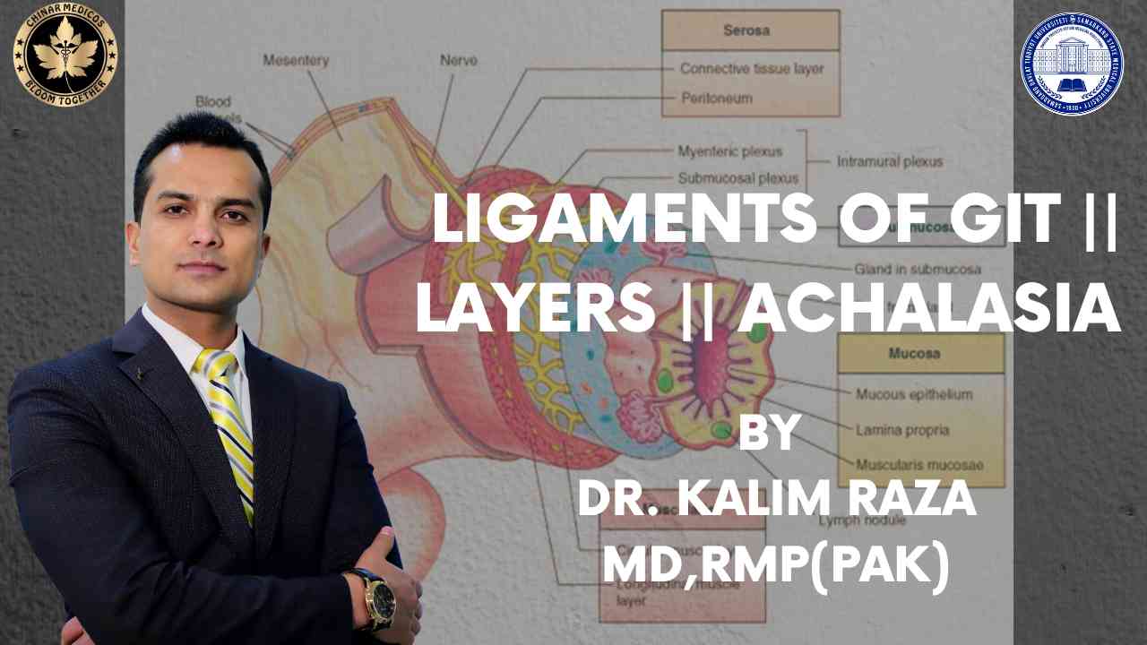 Ligaments and of GIT