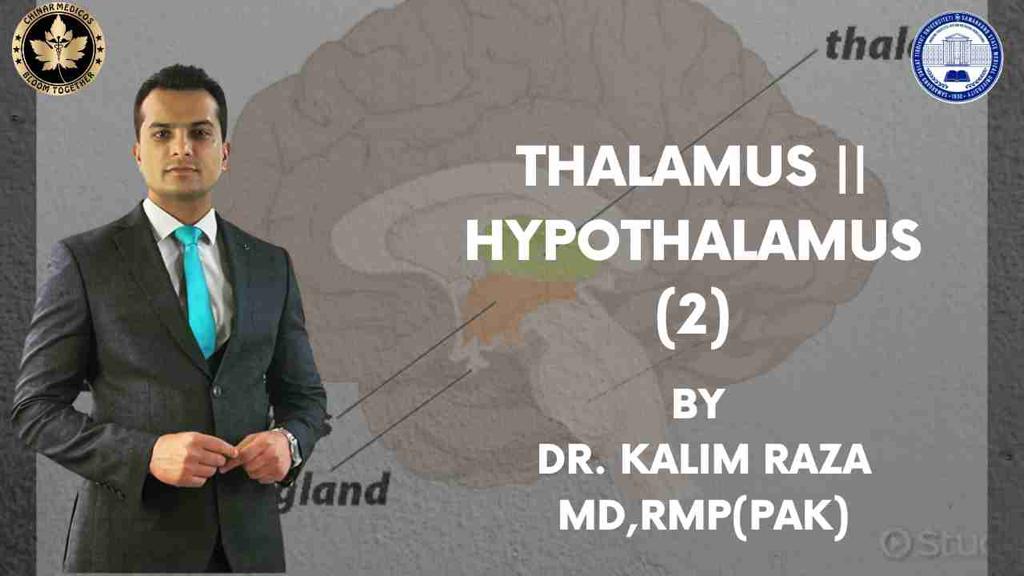 Thalamus and hypothalamus part two