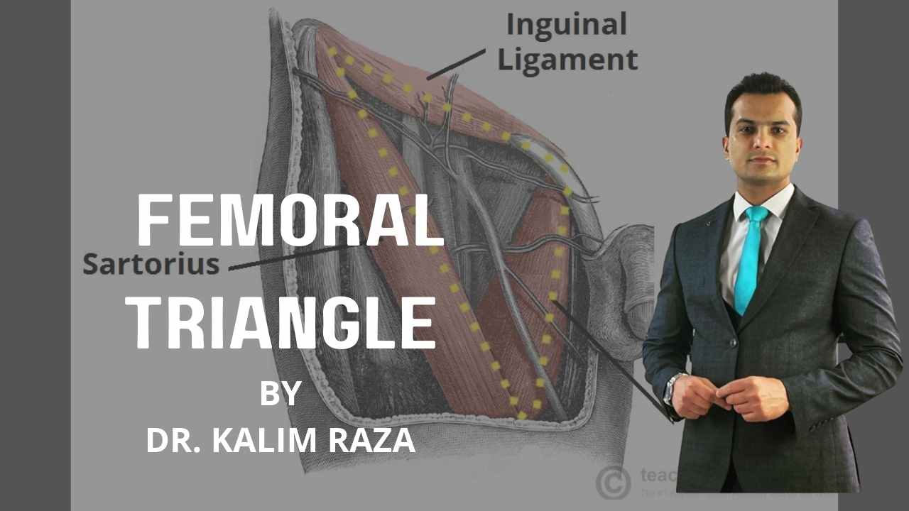 Femoral triangle