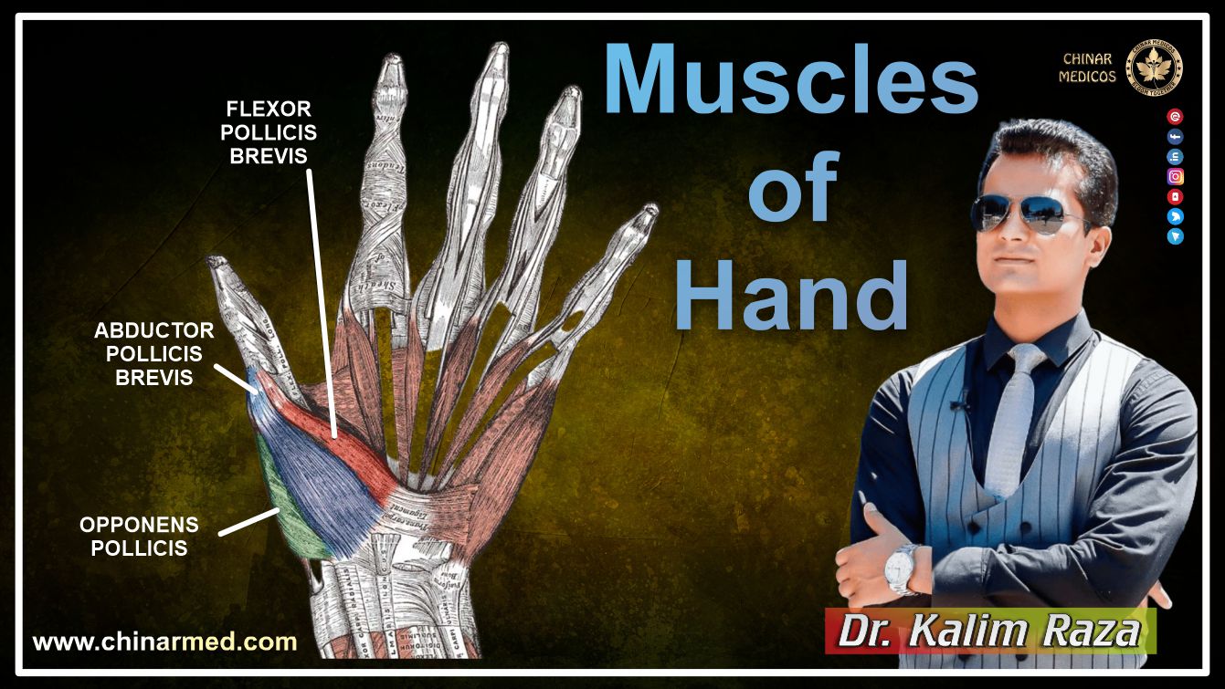 Muscles of hand