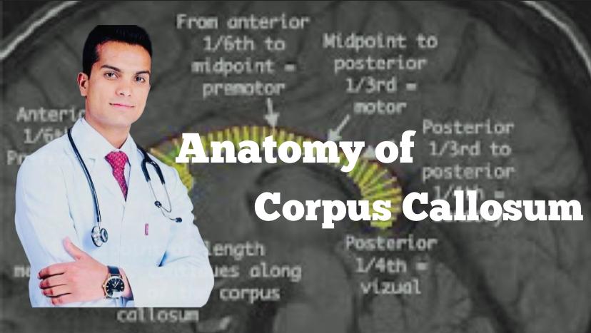 Corpus callosum