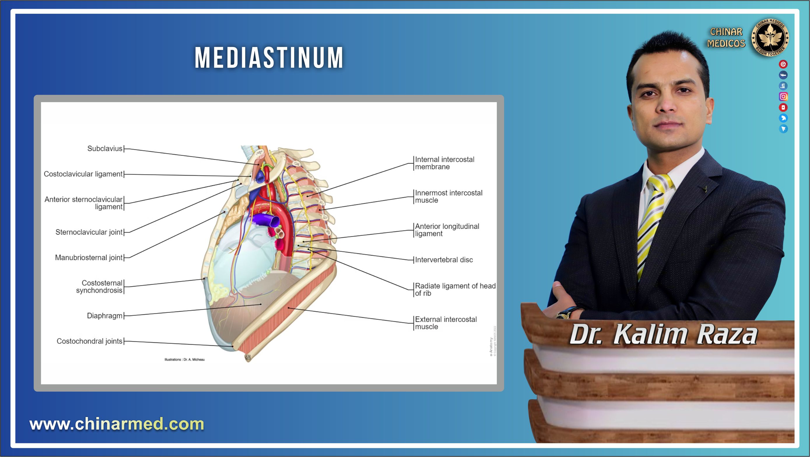 Mediastinum