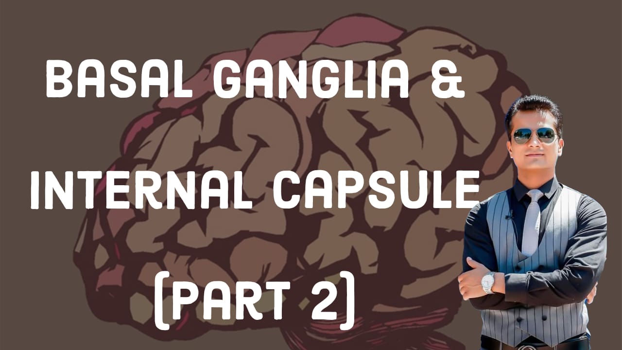 Basal ganglia and internal capsule part B