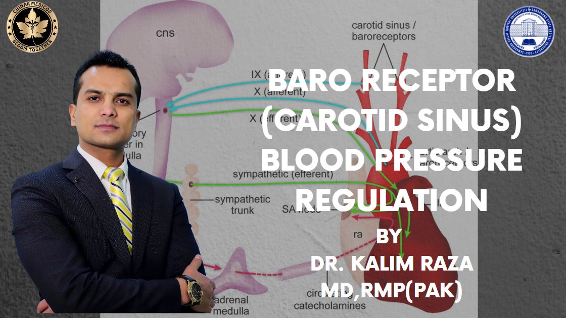 Baro receptors blood pressure regulation