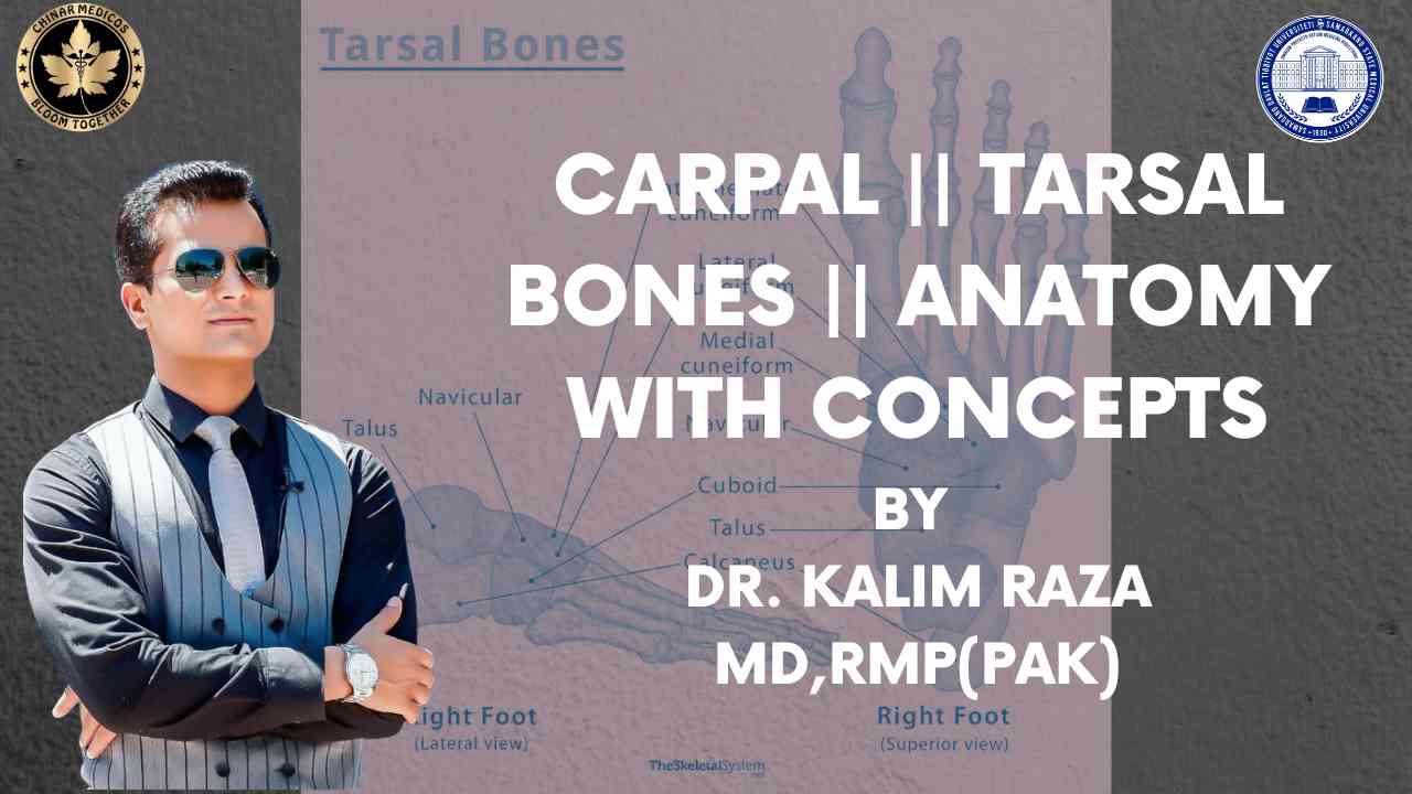 Carpel and tarsal bones