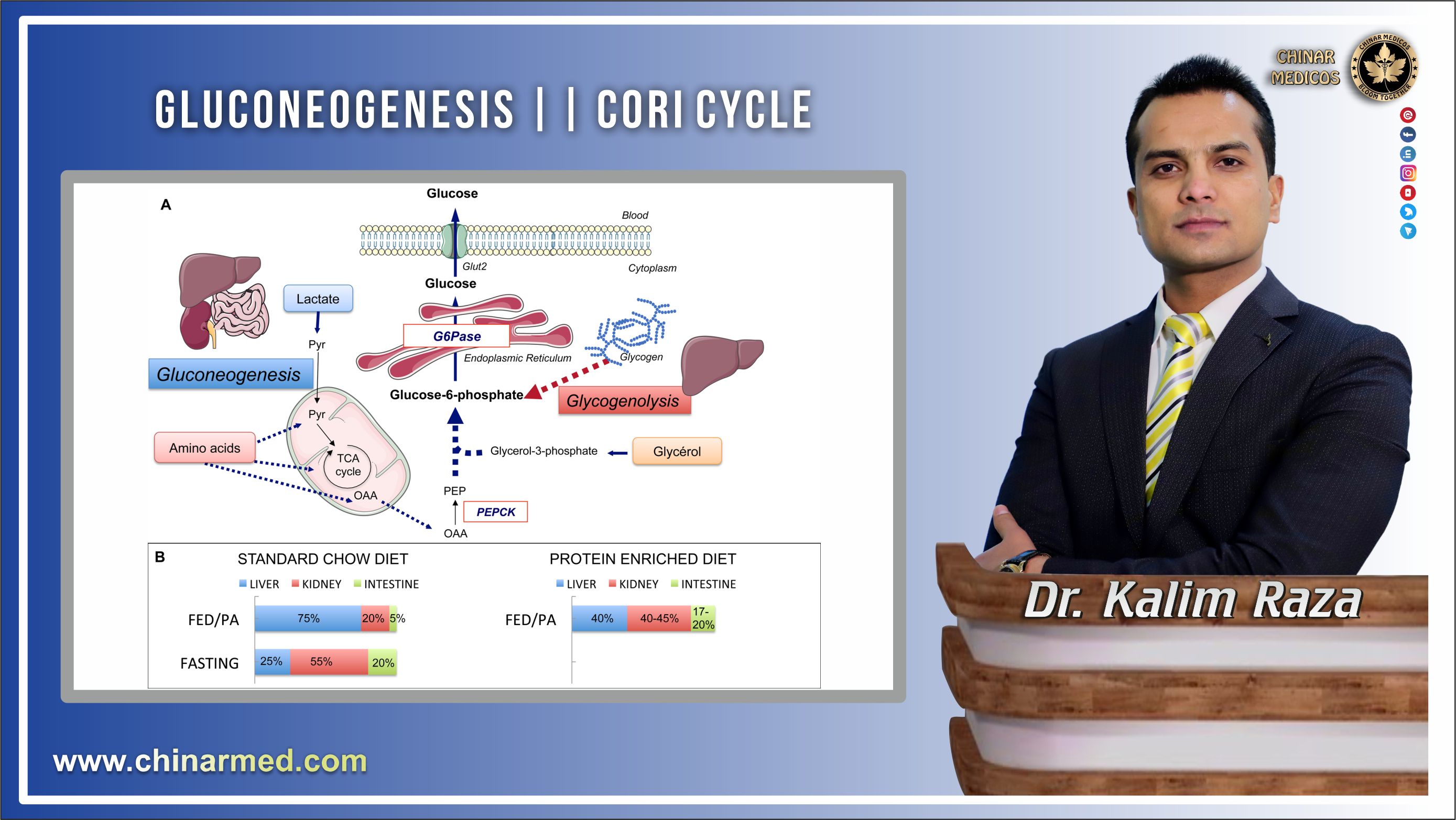 Gluconeogenesis