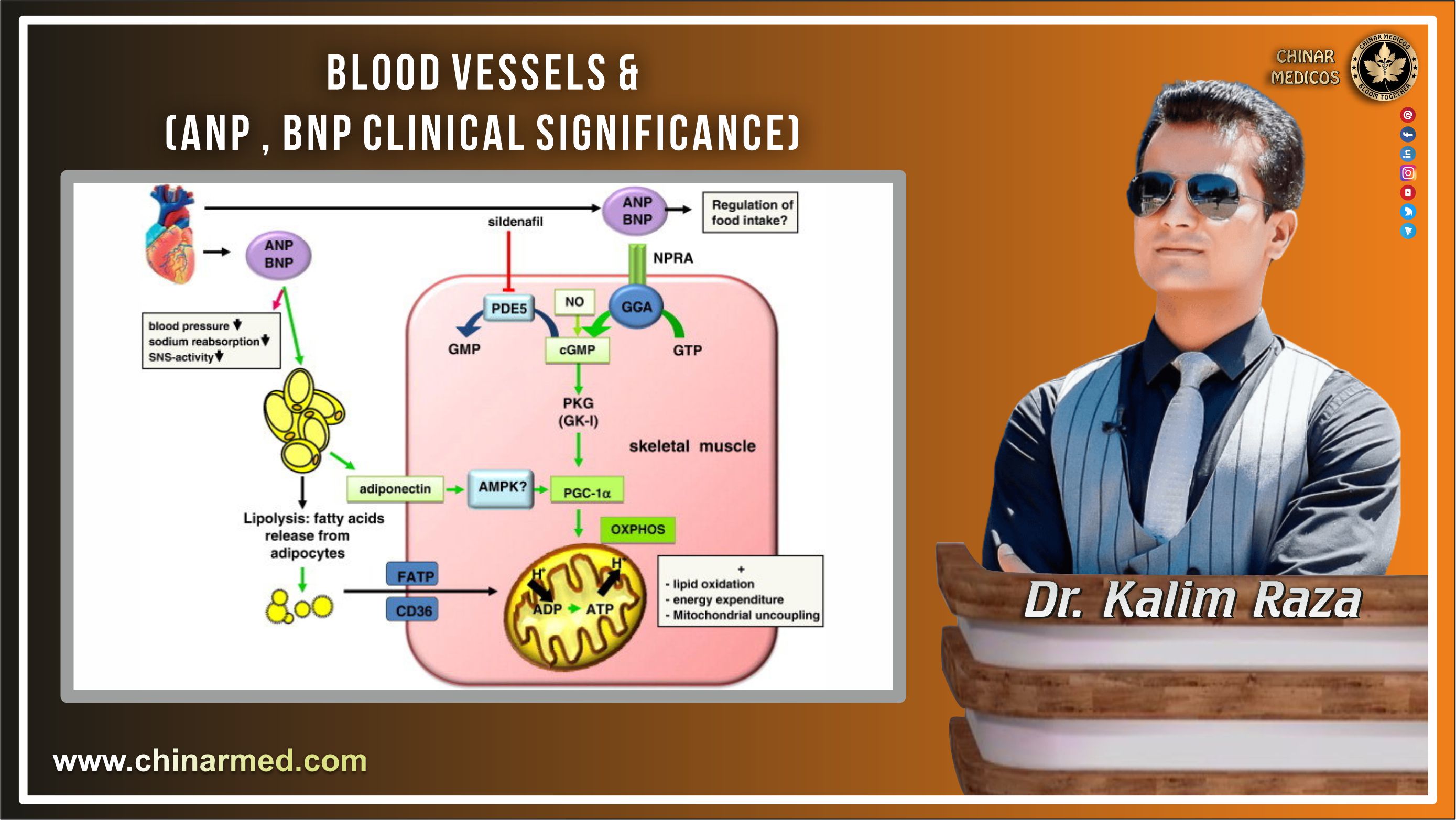 Blood vessels