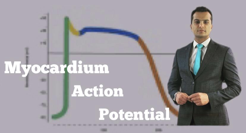 Myocardium action potential