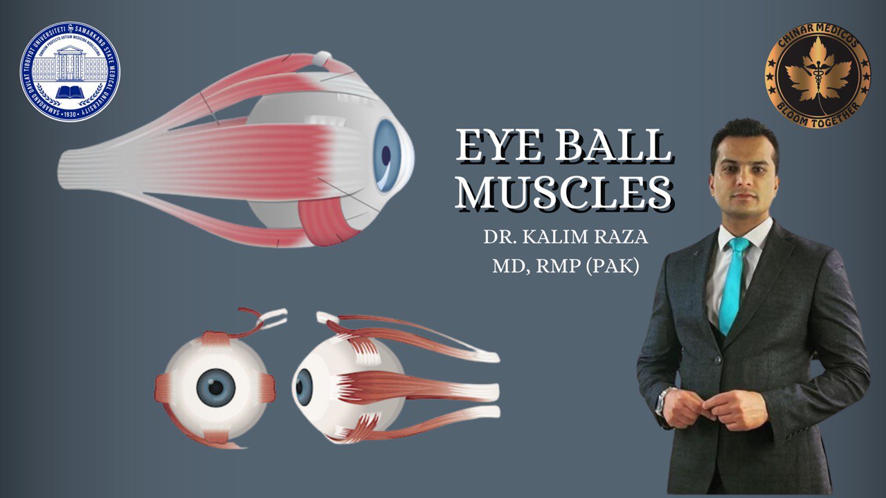 Eyeball muscles