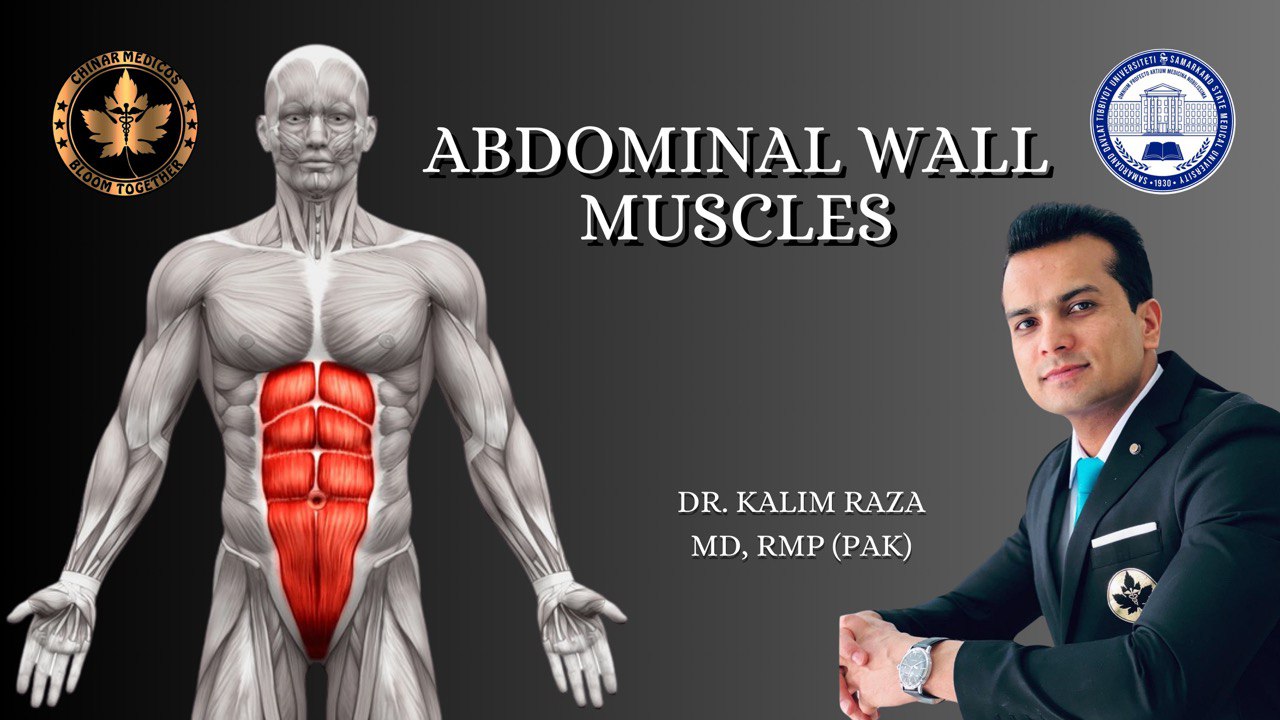 Abdominal wall muscles
