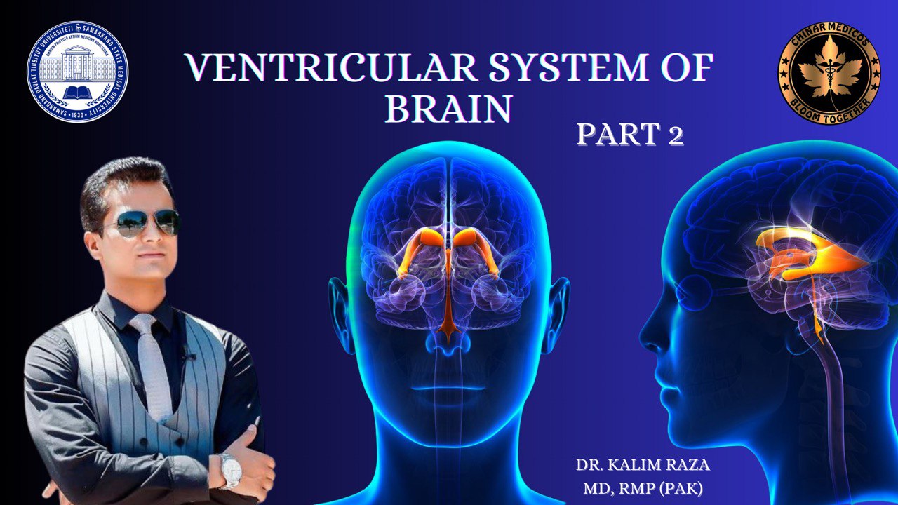 Ventricular system of brain CSF 2