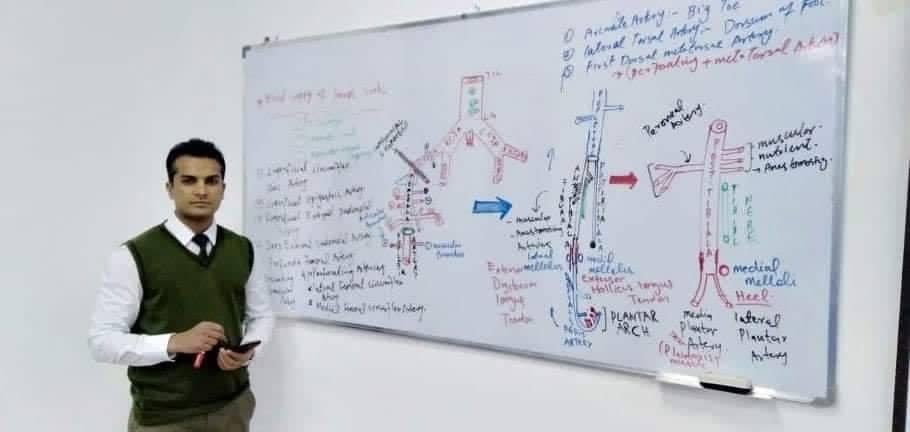 Blood supply of lower limb